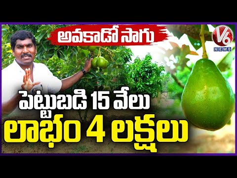 Avocado Farming: Success Story Of Farmer Jaipal | Ranga Reddy | V6 News