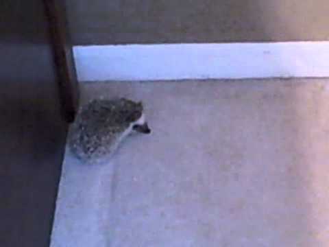 Hedgehog Running exploring her new home