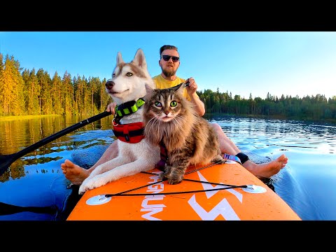 Katten dyker efter hunden! Husky och katt simma på SUP ombord på en vacker sjö