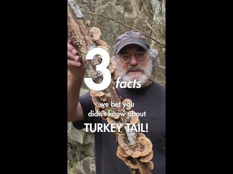 3 things you didn’t know about Turkey Tail