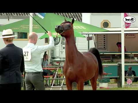 N 27 NOAH SW   Strohen 2021 European C Show   Yearling Colts Class 6