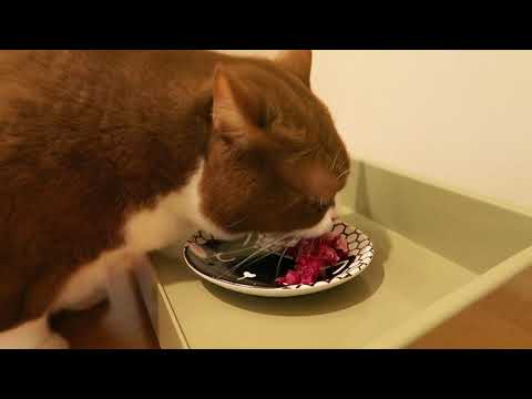 British Shorthair Cat is Crazy About Kangaroo Meat