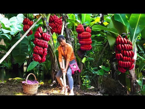 Harvesting Cantaloupe goes to market sell - Free farm life | Phuong Daily Harvesting