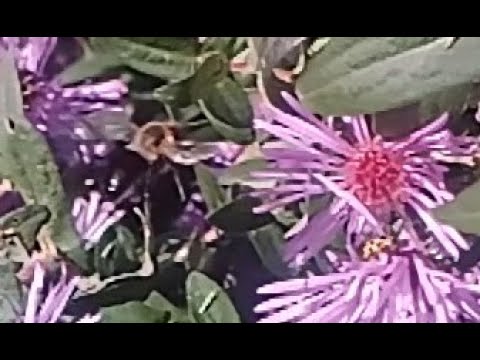 Ulefone Armor 7 Slow Motion Mode