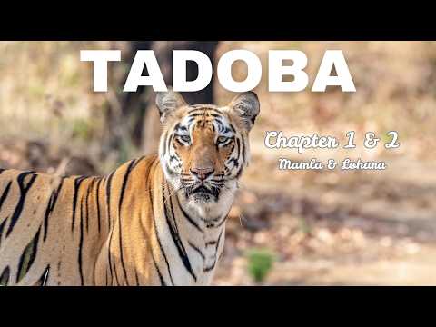 We asked, Tadoba gave | Mamla & Lohara buffer zones | Tadoba Andhari Tiger Reserve Apr'26