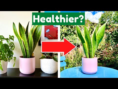 The ONLY 3 Hacks You Need For Super Healthy Plants