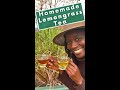 Lemongrass Tea #garden #lemongrass #harvest #health #healthyfood #herbaltea #herbal #fyp #tea