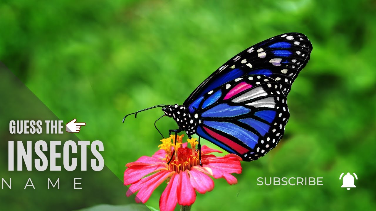 Guess That Bug: Name the Insects with Helpful Hints/Amazing Quiz TV