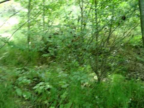 Climbing mountains around Măneciu (Prahova County, România)