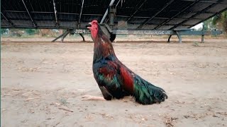 Roosters crowing competition 2025 #chicken #cock #ayam #village