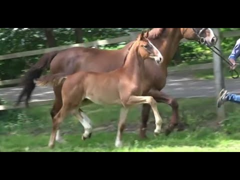 *2022 Hengst von Total Diamond - Donnerschwee SOLD!!!