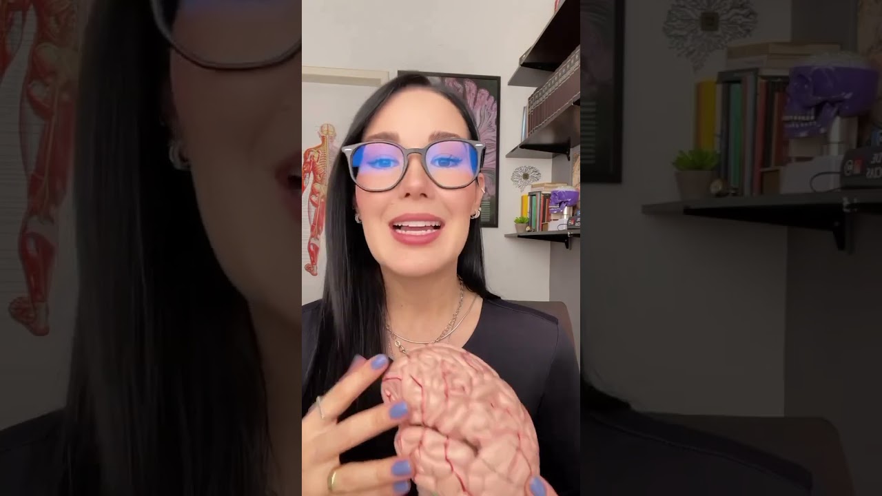 Aprender novos idiomas protege o cérebro de várias formas! #brain #neuroanatomia #neurociência