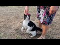 Tuxie The Cat S Meowing And Loving Jumps Will Warm Your Heart