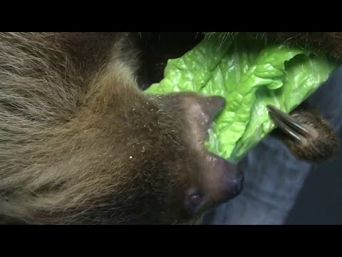 Central Florida woman creates unique memories for exotic animal lovers