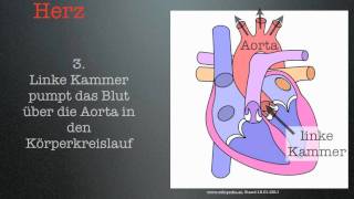 Kurzinfo: Herz - Kreislauf - System