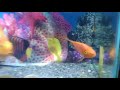 Hassan Medical Clinic Aquarium And His Cat