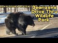 Bearizona Drive Thru Wild Life Park Full Tour Review