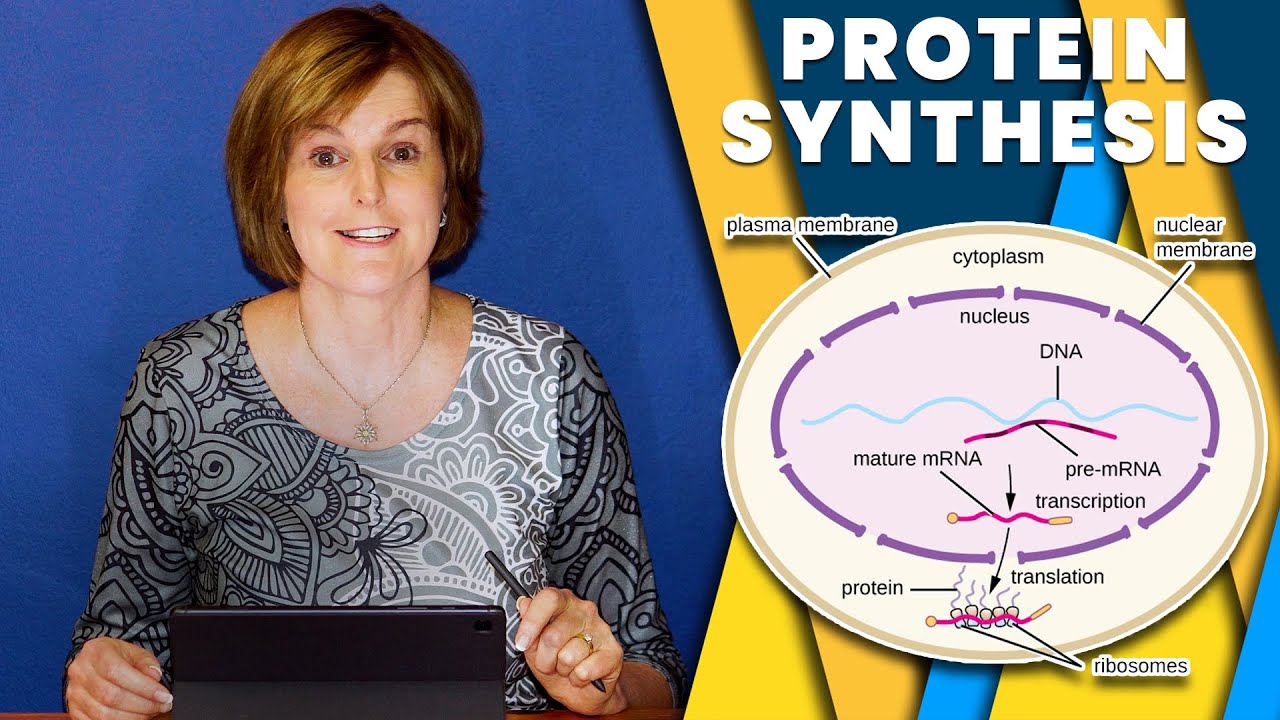 Protein Synthesis | Transcription & Translation | DNA, mRNA, tRNA | Life Sciences Grade 12
