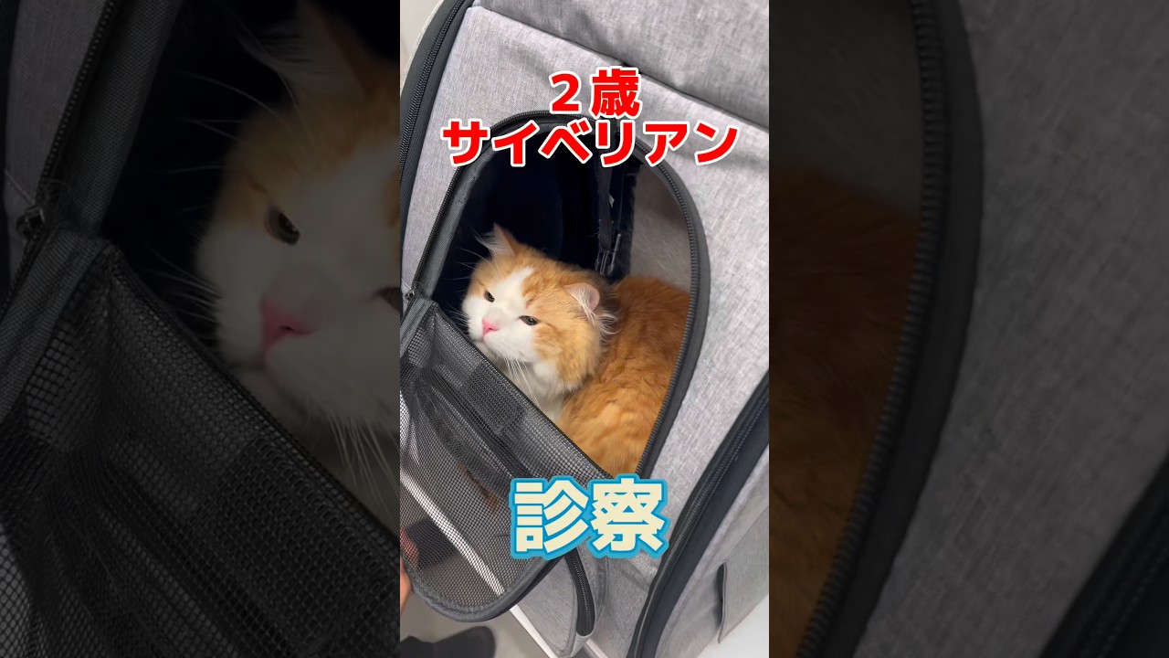 ワクチン接種をしに２歳のサイベリアンが動物病院にやって来た！