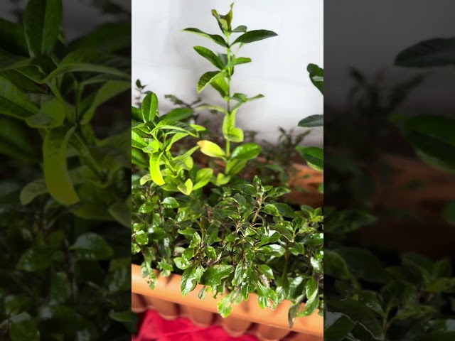 اكزورا نانا lxora coccinea