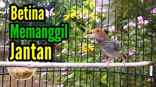 Download lagu Masteran PRENJAK BETINA Gacor Istimewa Suara Jernih Memanggil Prenjak Jantan. mp3