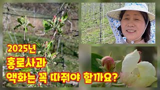 홍로 사과 꽃따기 액화는 언제 따야 좋을까요 사과꽃따기 꿀팁 가을농원 [사과재배]