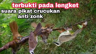 Download lagu SUARA PIKAT BURUNG CRUCUKAN ampuh anti zonk mp3 Download lagu SUARA PIKAT BURUNG CRUCUKAN ampuh anti zonk mp3