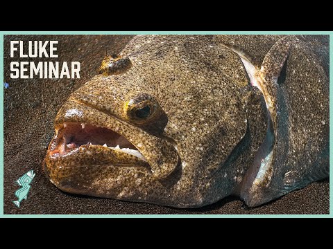 Beginner’s Guide to Catching Fluke from the Surf | Fishing Seminar