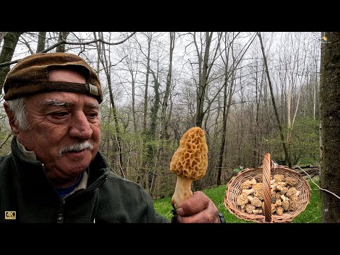 Spugnole a gogo, il cesto ride  #funghi #mushrooms video 4K