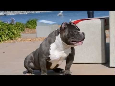 download american bully champion bloodline for free download american bully champion bloodline for free