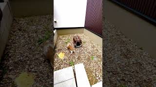 【うさぎ定点】中庭のファラオ#うさぎ#ペット #ホーランドロップ#夏休み