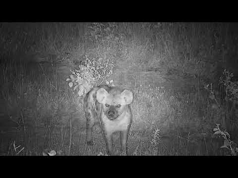 Djuma: Lone Hyena walks in watching Hippos out feeding - 03:12 - 01/29/21