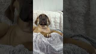 Video preview image #1 Mutt Puppy For Sale in Goodyear, AZ, USA