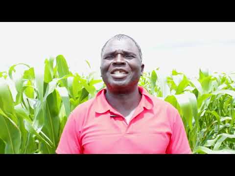 Seed Co 727 Maize Testimonial - Mashonaland West