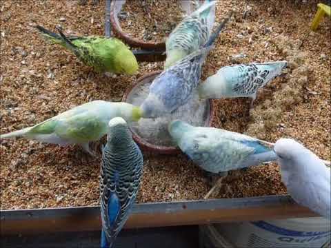 2018 04 24 Vogelsand