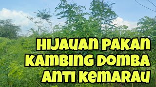 Download lagu Hijauan Pakan Kambing Domba Anti Kemarau, Peternak Wajib Tanam mp3