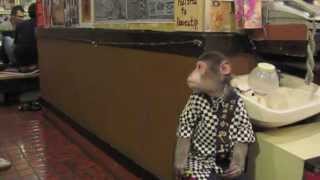 preview picture of video 'Kayabuki Tavern, Japan (Monkey Izakaya)'