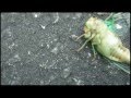 Dancing Cicada