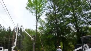 preview picture of video 'Hazardous Large Gum Tree Removal near powerlines, Moss Point, MS'