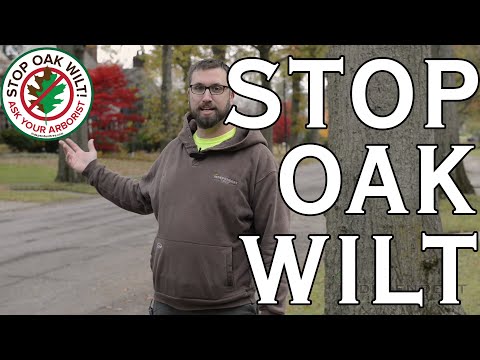 Oak Wilt Diagnosis, Treatment and Prevention in Northeast Ohio | Independent Tree