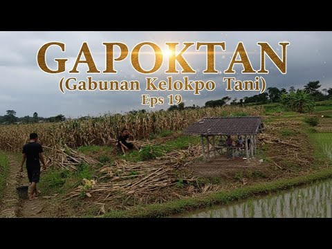 GAPOKTAN ( Gabungan Kelompok Tani ) || DAGELAN JOWO EPISODE. 19 || FILM PENDEK KOMEDI JAWA.
