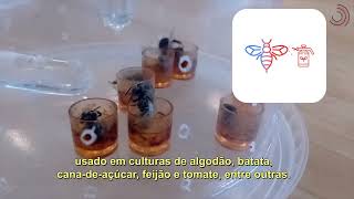 Miniatura do vídeo