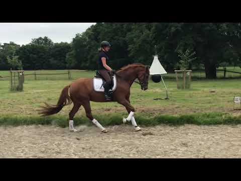 4 jährige Stute  von Fashion Maker   x    Florestan l