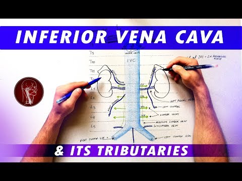 Inferior Vena Cava and its tributaries - Anatomy Tutorial