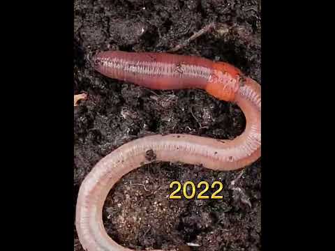 2022 earthworm and 6000 bce earthworm (who’s next)?//history creatures//#shorts #youtubeshorts