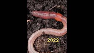 2022 earthworm and 6000 bce earthworm (who’s next)?//history creatures//#shorts #youtubeshorts