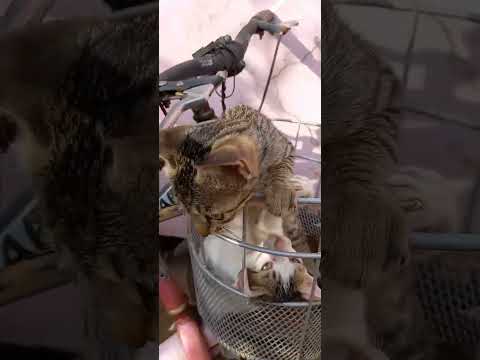 #😻😸cute kittens#subscribe