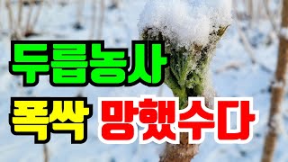 두릅 수확 포기했어요. 1년농사를 또 이렇게 망치네요