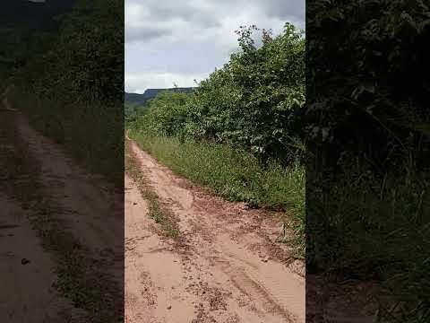 Caminhando por el monte Chiquitano, Aguas Calientes, Santa Cruz, Bolivia.