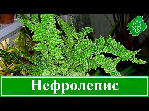 Виды Папоротников Названия И Фото Комнатные Растения